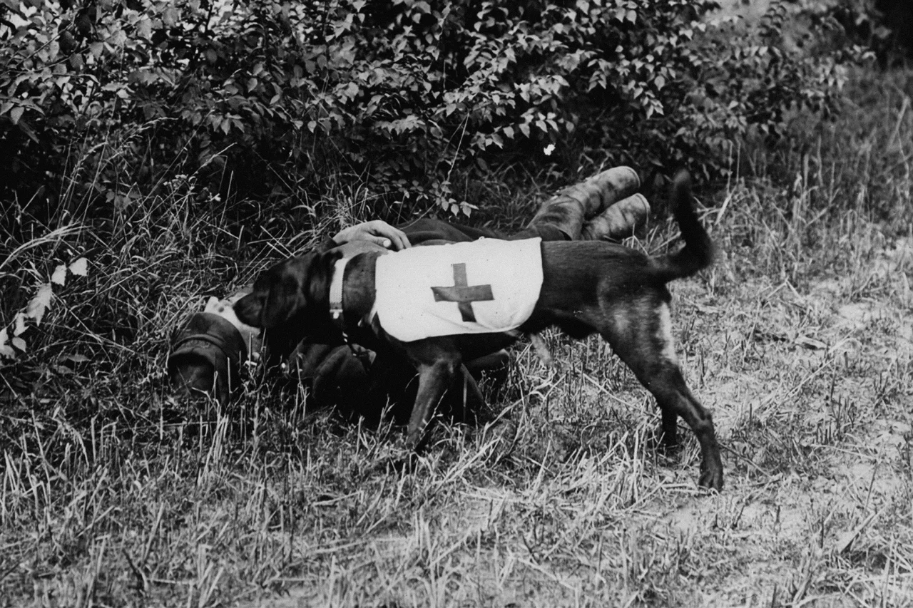 A Red Cross war dog finds a wounded soldier during World War 1, circa 1917
