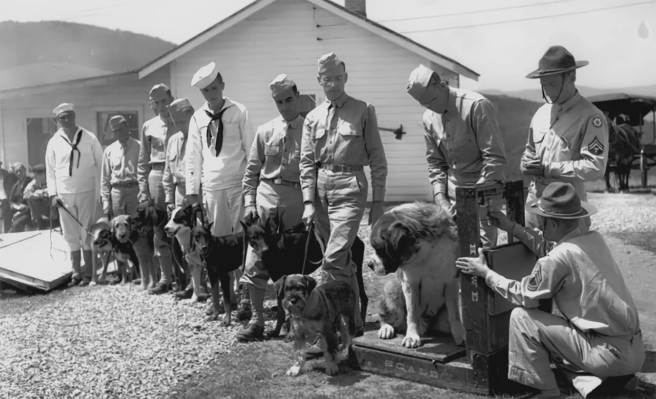 War dogs are inducted into the US Army