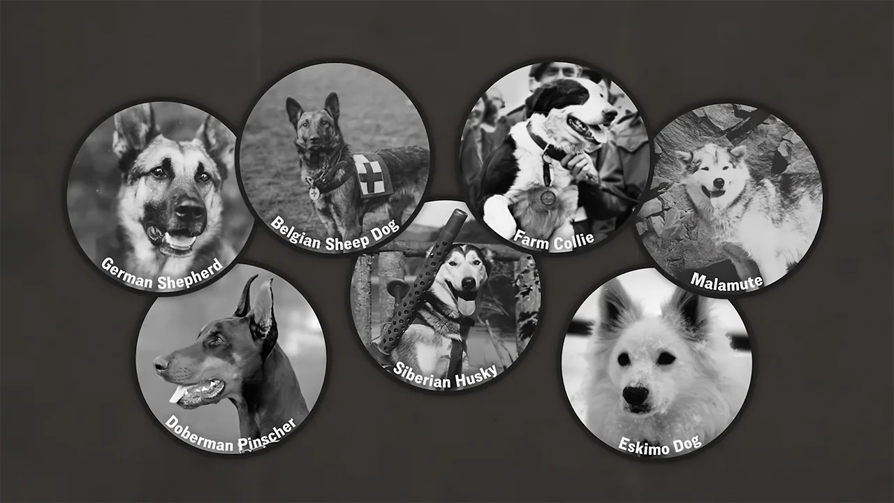 Military dog breeds of the USA in World War 2